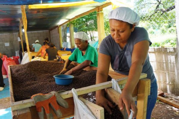 Honduras exporta 225 toneladas de pimienta gorda a Canadá