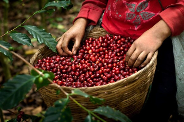 Cafetaleros piden al Congreso aprobar las reformas al sector