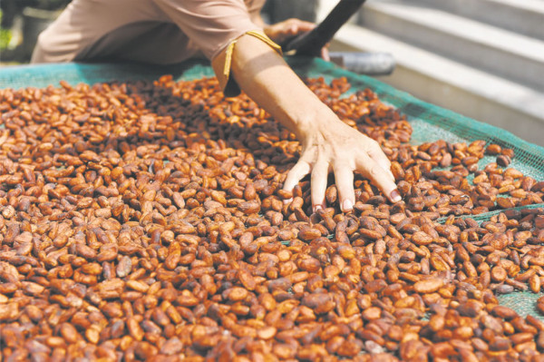 El chocolate, una exquisitez cada vez más cara