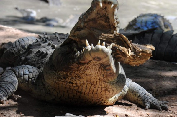 TO GO WITH AFP STORY BY NOE LEIVAA hungry crocodile chews a branch fallen from a tree in the pool of a private farm in the San Manuel municipality, Cortes department, 220 km north of Tegucigalpa on November 1, 2015. Thousands of crocodiles (Crocodylus acutus) are starving since weeks ago after the owner of the farm was accused of drug trafficking in the United States. Several member of the prominent Honduran Rosenthal family, including businessman and former vice president (1986-90) Jaime Rosenthal, were accused in the U.S. of drug trafficking and money laundering. AFP PHOTO/Orlando SIERRA
