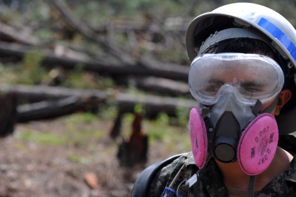 La plaga del gorgojo está afectando la zona central, Olancho y La Paz. A diario decenas de militares trabajan en tratar de rescatar los pinos que todavía no están dañados.