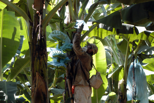 'Alerta roja” para bananales de CA por amenaza de plaga