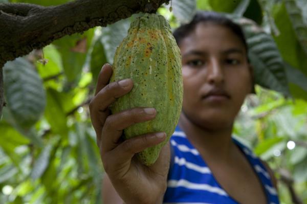 Fotografía de archivo en la que se registró a una campesina en una plantación de cacao, en el municipio de Jutiapa, Atlántida.
