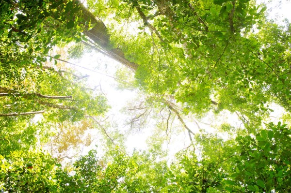 Bosques latinoamericanos buscan entrar en mercados de carbono