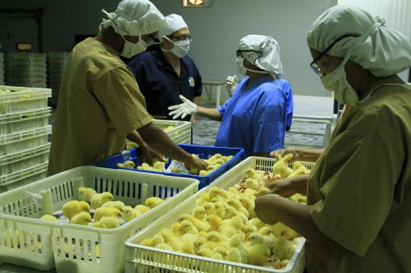 Honduras se alista para entrar al mercado de carne de pollo en Estados Unidos