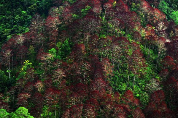 Las esperanzas de recuperar el bosque no se pierden en los hondureños, saben que el bosque de pino tiene la capacidad de regenerarse en forma natural.