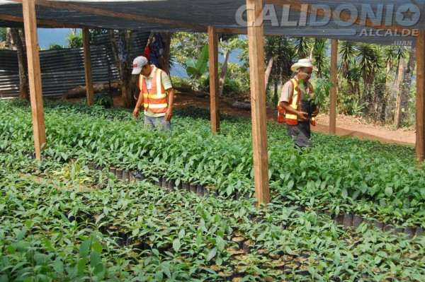 Superan meta de reforestación con 20,000 árboles más