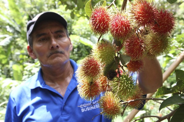 Exportadores de rambután esperan mejores precios