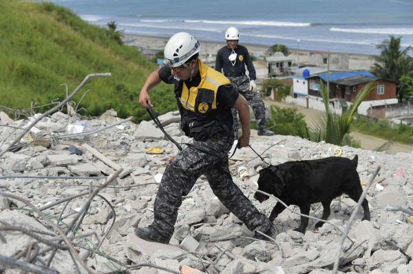 Members of the Colombian Police K-9 Unit help in the search for survivors in one of Ecuador's worst-hit towns, Pedernales, two day after a 7.8-magnitude quake hit the country, on April 19, 2016.Rescuers and desperate families clawed through the rubble Monday to pull out survivors of an earthquake that killed 350 people and destroyed towns in a tourist area of Ecuador. / AFP PHOTO / RODRIGO BUENDIA