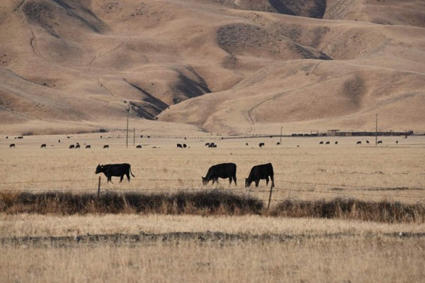 Sequía en California pone en jaque suministro de alimentos en gran parte de EEUU