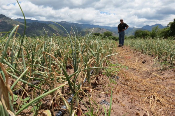 Más de 160,000 familias están en riesgo por escasez de lluvias