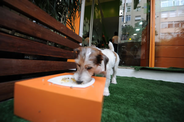 Un restaurante 100% natural para perros es la sensación en Rio de Janeiro