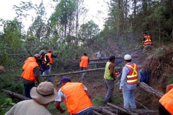 Unos 38,600 árboles fueron cortados en El Merendón a causa del gorgojo