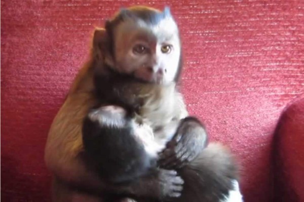 El mono colmado de paciencia