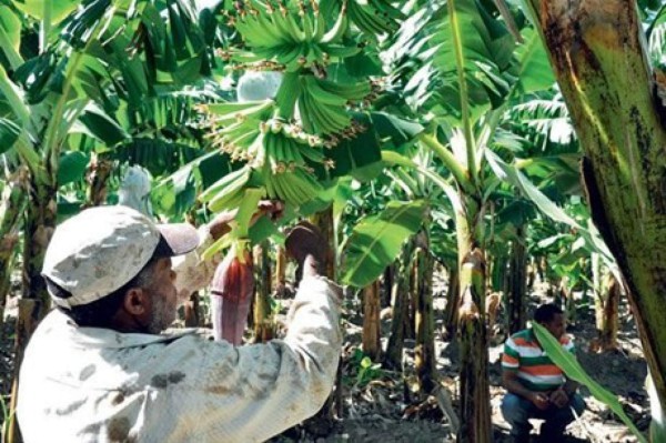FAO da alerta sobre plaga del banano