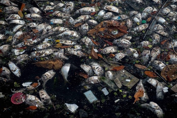 Alarma por la muerte de peces de una misma especie en playa turística