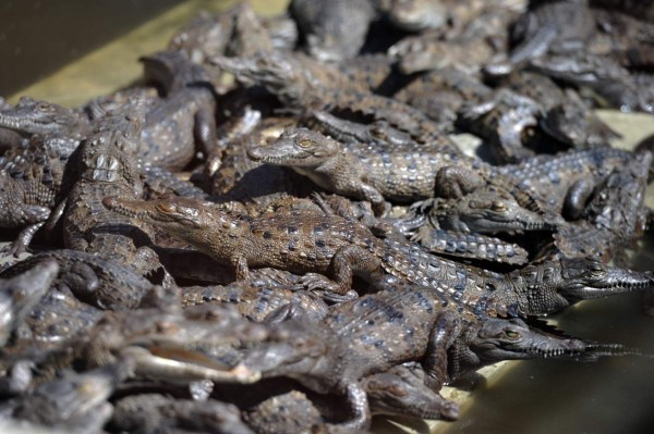 'Los leones y los cocodrilos se están muriendo de hambre”