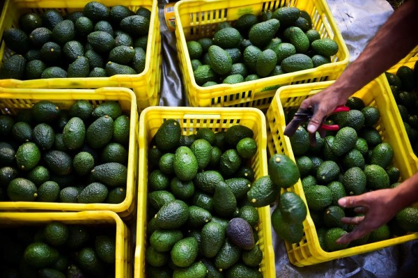 EEUU se quedaría sin aguacates en tres semanas ante cierre de frontera