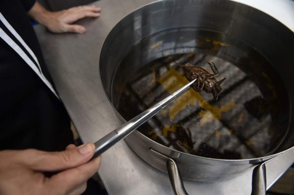 This photo taken on August 15, 2017 shows edible water beetles being prepared inside the kitchen of Insects in the Backyard, which says it offers the first insect-based fine-dining menu, in Bangkok.Bugs are creeping onto the menu of some of Bangkok's high-end restaurants as the capital's gourmands leap on the latest global food trend with a sustainable agenda. / AFP PHOTO / Lillian SUWANRUMPHA / TO GO WITH Thailand-food-insects-lifestyle, FEATURE by Sippichai KUNNUWONG and Delphine THOUVENOT