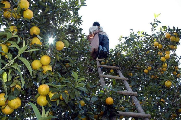 Colón cosecha 45,000 toneladas de cítricos