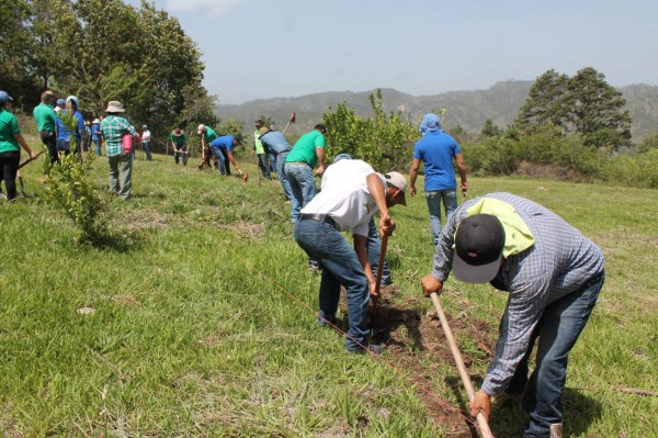 Hasta abril, 16,600 hectáreas de bosque fueron dañadas por incendios