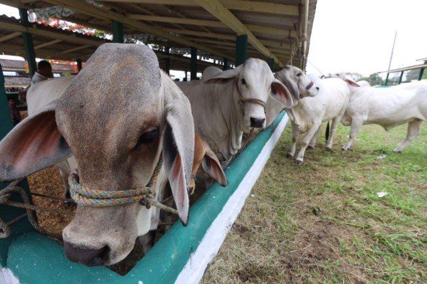 Sampedranos disfrutan del campo Agas