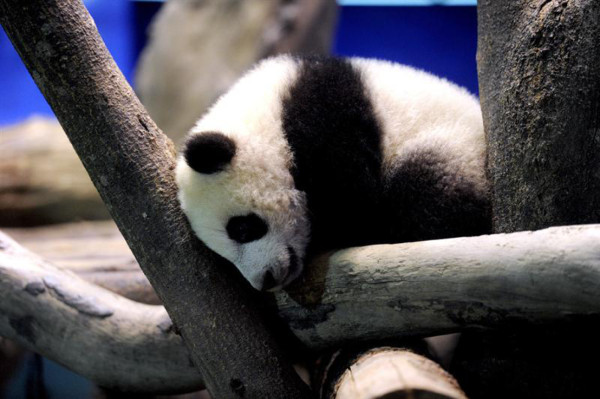 Osa panda, la nueva estrella del zoo de Taipéi