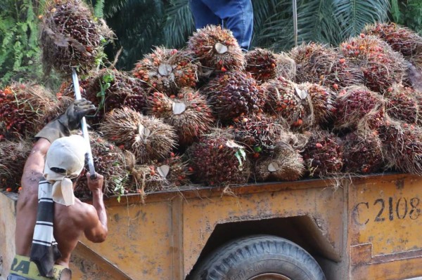 Palmeros buscan certificación para obtener mejores precios en el aceite