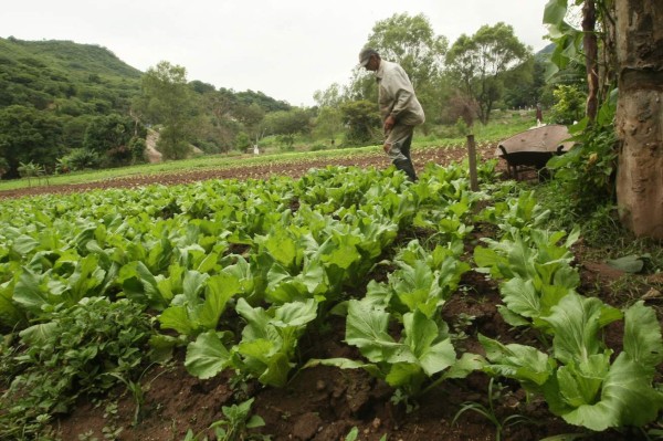 Repollo y papa impulsan economías de Lempira