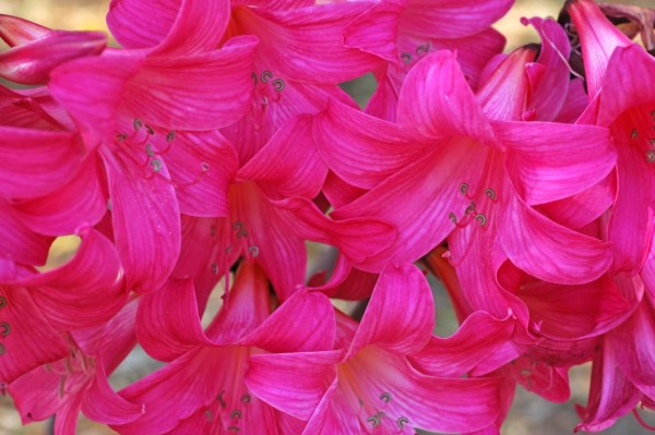 Científicos comprueban eficacia de planta Belladona contra cáncer de próstata