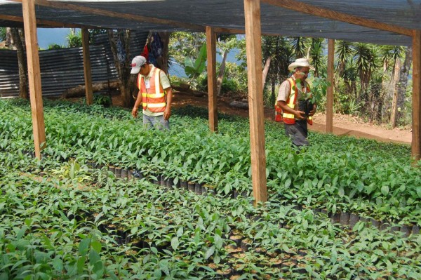 Con viveros cuidan el agua en El Merendón
