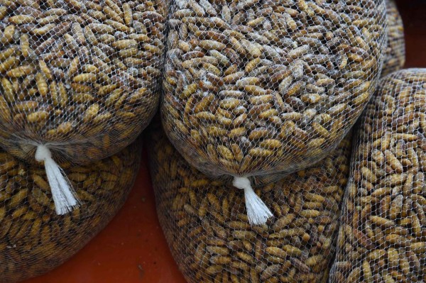 This photo taken on August 17, 2017 shows unpacked frozen edible silkworms at the Klong Toey fresh market in Bangkok.Bugs are creeping onto the menu of some of Bangkok's high-end restaurants as the capital's gourmands leap on the latest global food trend with a sustainable agenda. / AFP PHOTO / Lillian SUWANRUMPHA / TO GO WITH Thailand-food-insects-lifestyle, FEATURE by Sippichai KUNNUWONG and Delphine THOUVENOT
