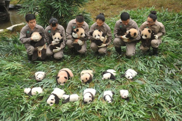TOPSHOT - This picture taken on October 13, 2017 shows panda keepers holding cubs to be displayed to the public at the Bifengxia Base of China Conservation and Research Centre of the Giant Panda in Yaan in China's southwestern Sichuan province. / AFP PHOTO / STR / China OUT