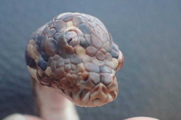Descubren una serpiente de tres ojos en Australia