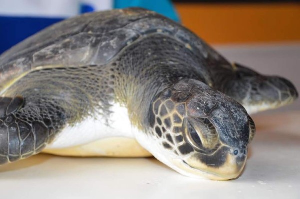 Fotografía tomada el pasado 30 de abril y cedida por la organización Mundo Marino en la que se registró una tortuga rescatada en la costa argentina. EFE