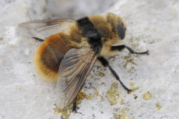 Los insectos más extraños del mundo&nbsp;&nbsp;