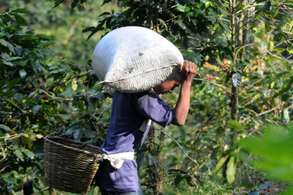 Niños cortan café en montañas de Honduras