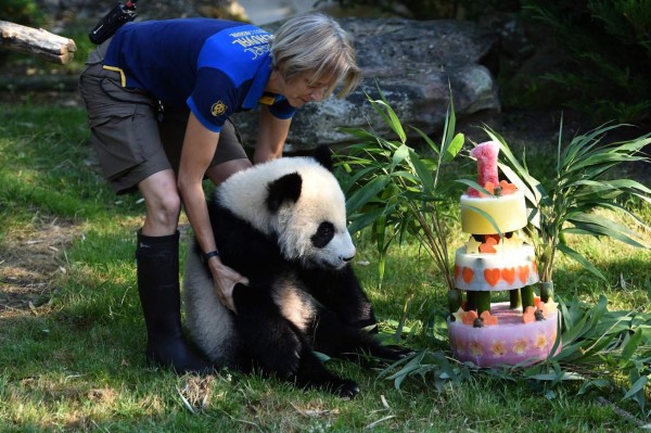 El panda Yuan Meng celebra su primer cumpleaños