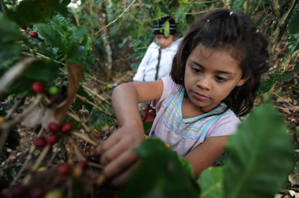 Niños cortan café en montañas de Honduras