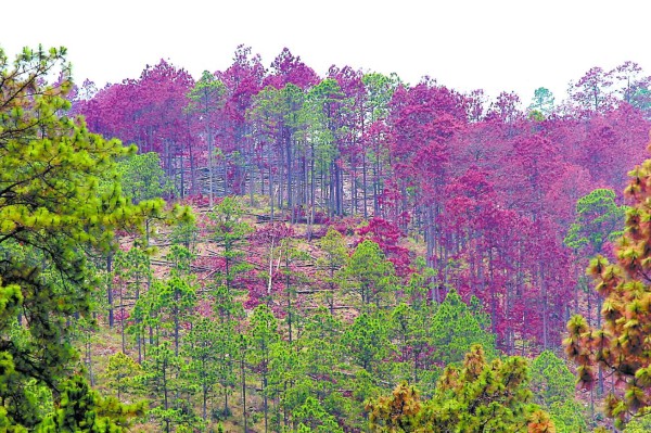 Solo dos departamentos de Honduras están libres del gorgojo