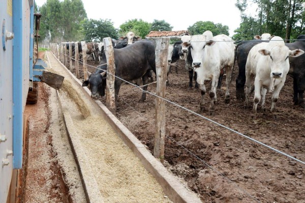 Maíz, trigo y soja cierran dispares en EUA