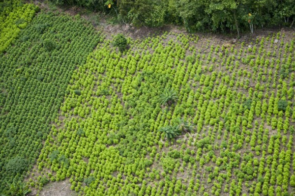 Colombia: Aumento de cultivos de coca tensa las relaciones con EEUU