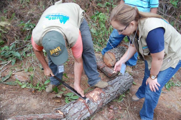 L3.4 millones para combatir gorgojo en El Merendón