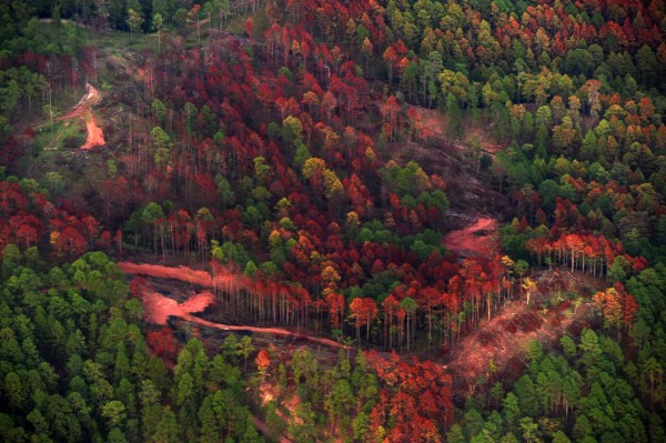 El gorgojo ha destruido ya 400,000 hectáreas de pino en Honduras