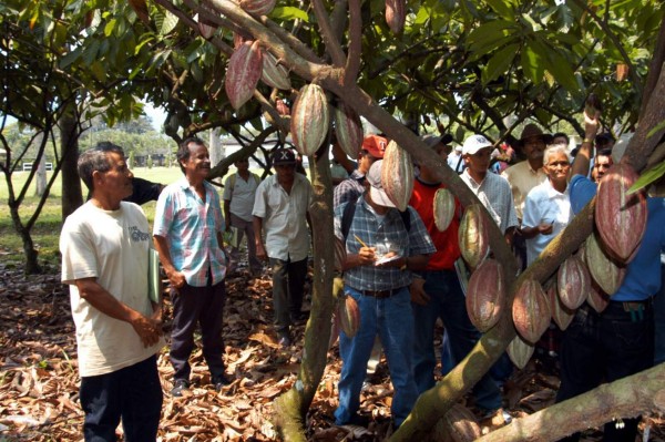 SAG impulsa proyecto para 5,000 familias cacaoteras