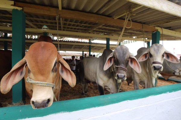 Sampedranos disfrutan del campo Agas