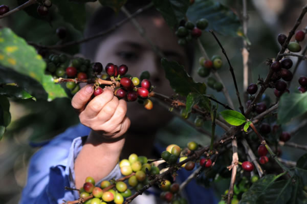 Niños cortan café en montañas de Honduras