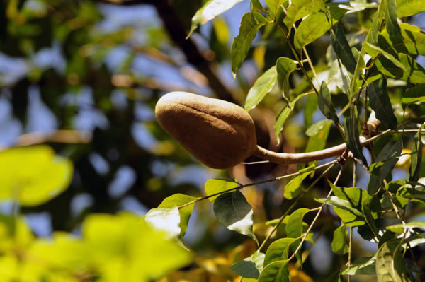 Lancetilla: Un paraíso verde en Honduras