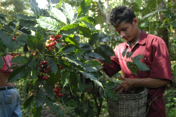 Benefician a pequeños cafetaleros en crisis