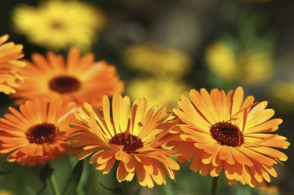 Este verano hay que cuidarse más de los mosquitos por la amenaza del Zika